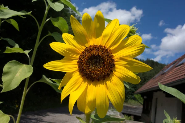 Жовта Соняшникова Рослина Або Рослина Геліантус Зеленим Листям — стокове фото