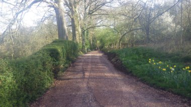 Doğal bahçe çiti olarak çit ya da çit inşa eden yeşil çalılar