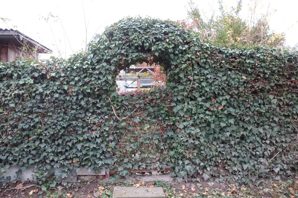 Doğal bahçe çiti olarak çit ya da çit inşa eden yeşil çalılar