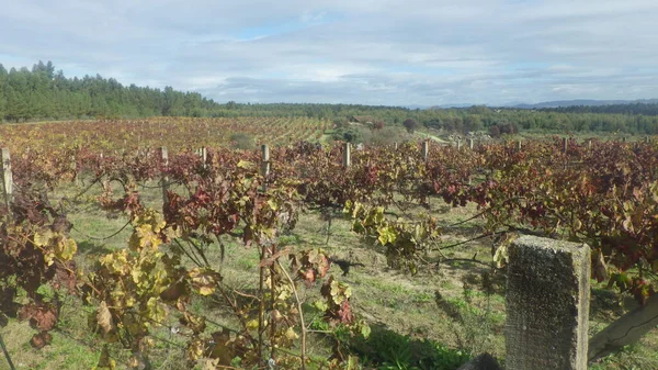 Виноградник Выращивание Вина Сельском Хозяйстве Португалии — стоковое фото