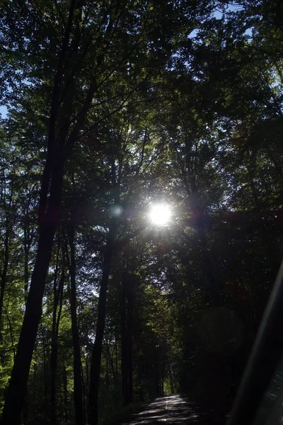 Licht Als Lebenskraft Der Natur Sonnenschein Für Energie Und Vitalität — Stockfoto