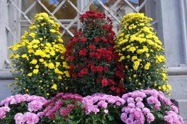 Planten Bloemen Bij Bouw Symbiose Van Architectuur Natuur — Stockfoto