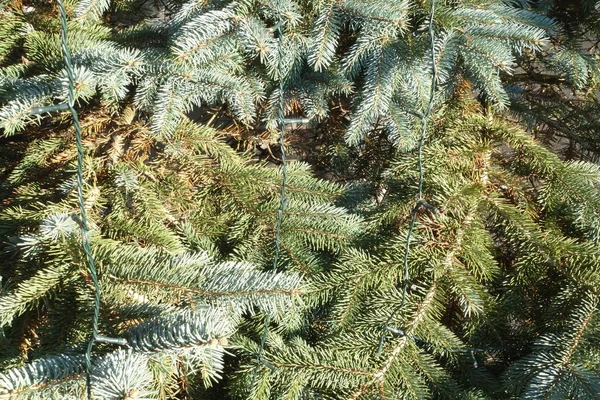 Árbol Navidad Como Decoración Temporada Navideña —  Fotos de Stock