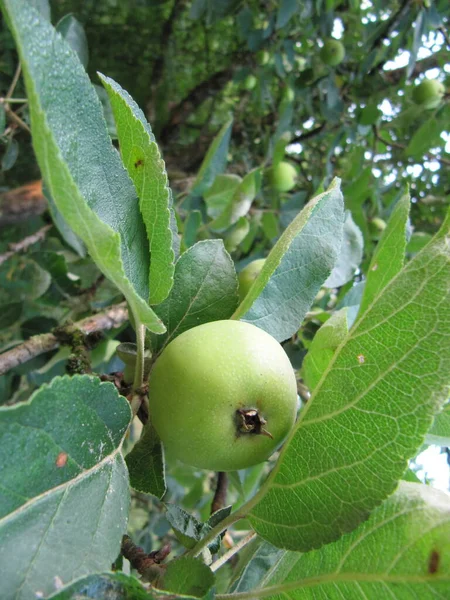 Elma, yenilebilir bir meyve ve sağlıklı bir diyetin parçası.