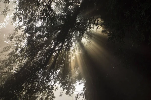 Cahaya Sebagai Kekuatan Hidup Untuk Tanaman Fotosintesis Alam — Stok Foto
