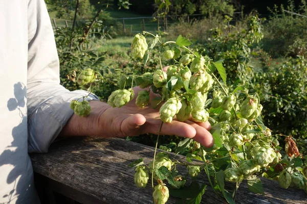 green hops and hop fruits for beer production in the summer