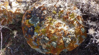 Doğada büyüyen liken, doğadaki organizmalar arasındaki simbiyotik ilişki