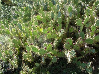 Kaktüs bitkisi ya da sulu bitki, kuru ortamlarda doğal olarak yetişir.