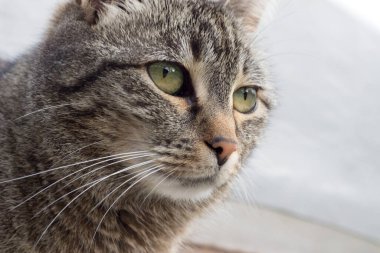 Bir ev kedisi, insanlar için popüler bir evcil hayvan.