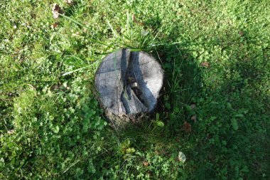 Bir ağacın kesilip kesilmesinden sonra bir ağaç gövdesi.