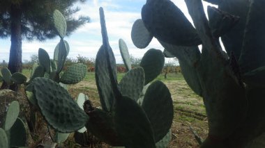 Kaktüs bitkisi ya da sulu bitki, kuru ortamlarda doğal olarak yetişir.