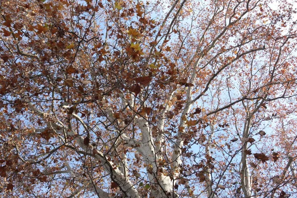 날씨와 나무와 나뭇잎으로 뒤덮인 — 스톡 사진