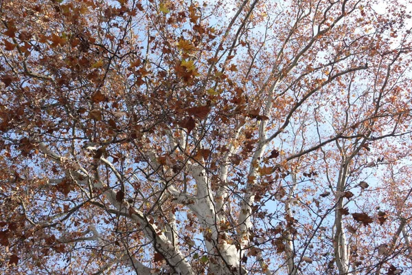 Clima Otoñal Paisaje Otoñal Con Árboles Hojas Decoloradas — Foto de Stock