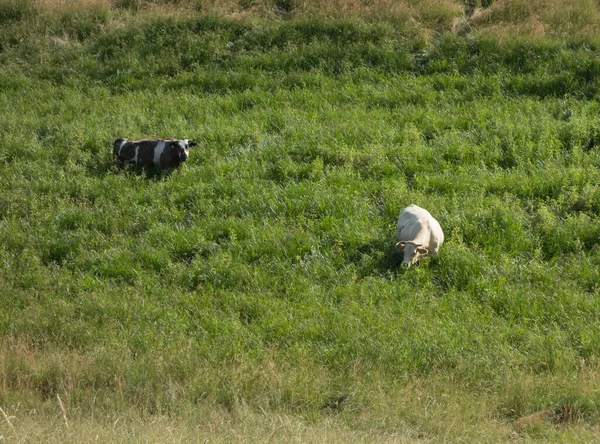 緑の牛の牧草地農業畜産業 — ストック写真