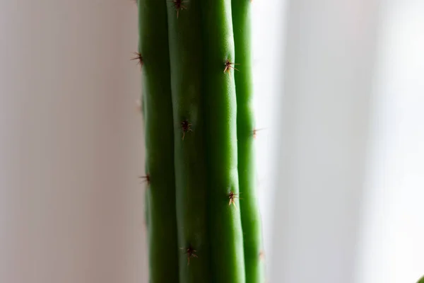 Planta Cacto Planta Suculenta Crescendo Nativamente Ambientes Secos — Fotografia de Stock