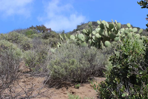 Kaktus Oder Sukkulentenpflanze Die Trockener Umgebung Wächst — Stockfoto
