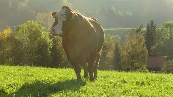 在高山牧场上放牛 在山上放养牲畜 — 图库照片