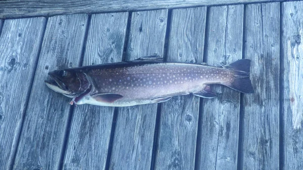 Freshly Caught Trout Eating Fish Part Balanced Diet — Stock Photo, Image