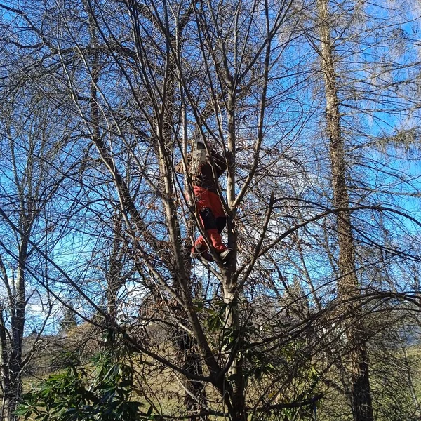 护树和修剪树时在高处工作的人 — 图库照片