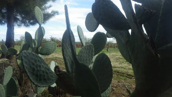 Kaktüs bitkisi ya da sulu bitki, kuru ortamlarda doğal olarak yetişir.