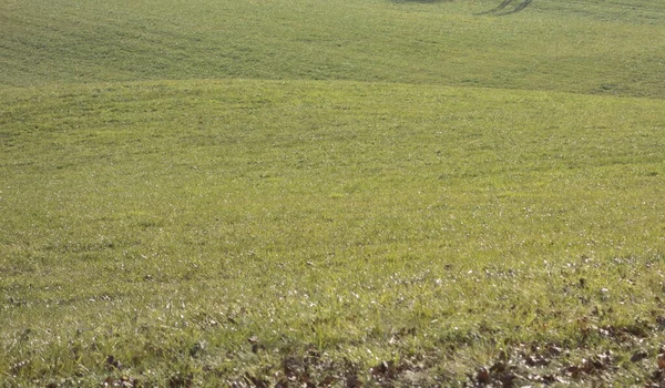 yeşil çayır arazisi ve arazi ekimi bir yaz günü
