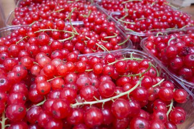 Taze ve olgun kırmızı üzümler, kırmızı derili böğürtlenler.