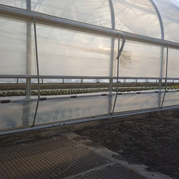 Greenhouse Glasshouse Production Vegetables Plants — Stock Photo, Image