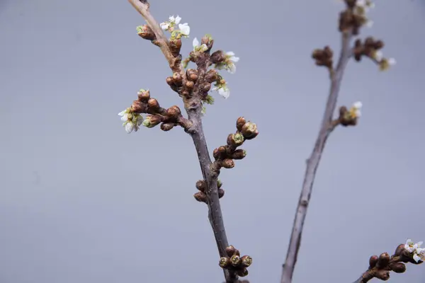 Blüte Das Farbenfrohe Wachstum Der Pflanzen Der Natur — Stockfoto