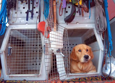 Köpeği taşıma kutusunda bir arabada taşımak.