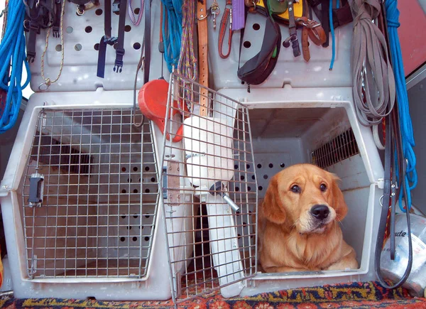 Transporting Dog Transport Box Car — Stock Photo, Image