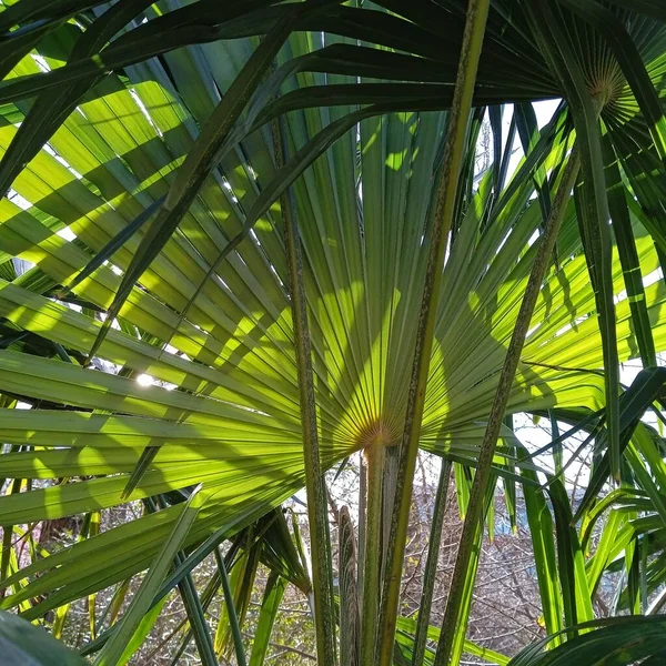 Eine Fächerpalme Als Symbol Für Die Tropen Und Den Urlaub — Stockfoto