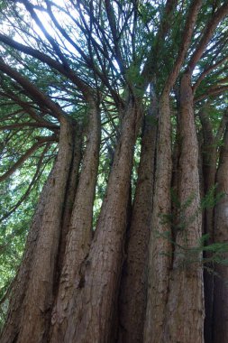 Ormandaki sedir ağacı, doğada daima yeşil bir kozalaklı ağaçtır.