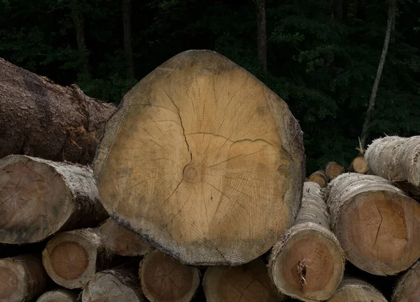 Skládané Nebo Naskládané Dřevo Skladování Dřeva Lesa — Stock fotografie