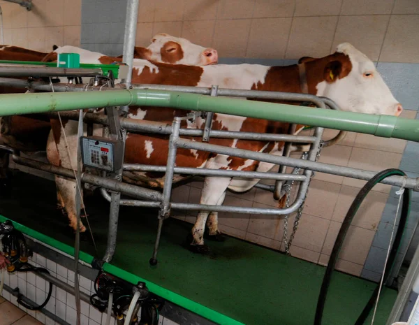 dairy farmer with a milking machine milking a cow in the cowshed