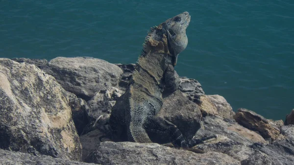 Iguana Una Lucertola Animale Appartenente Alla Famiglia Dei Rettili — Foto Stock