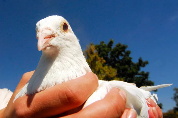 White Dove Sign Peace Unity — Stock Photo, Image