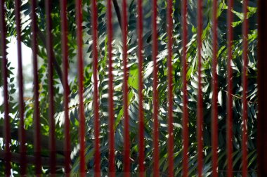 Bitki koruma ve çevre koruma, doğadaki bozulmamış bir ekosistemin parçası.