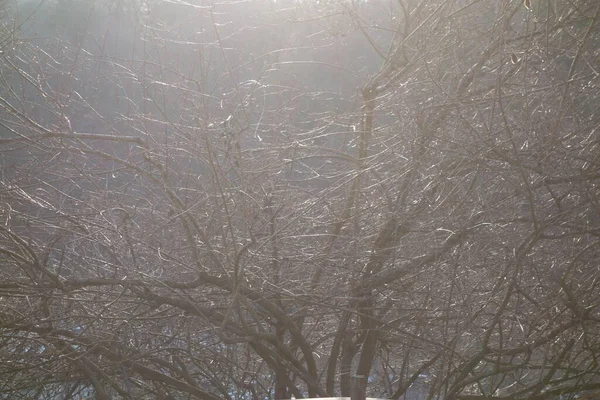 Luz Como Fuerza Vital Naturaleza Sol Para Energía Vitalidad — Foto de Stock