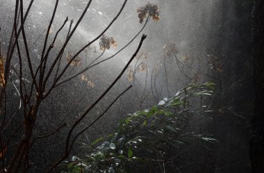 Yağmurlu bir günde yağmur damlaları, nemli ve nemli hava koşulları