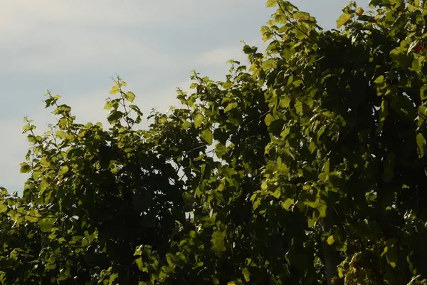 Viñedo Con Viñas Otoño Viticultura — Foto de Stock