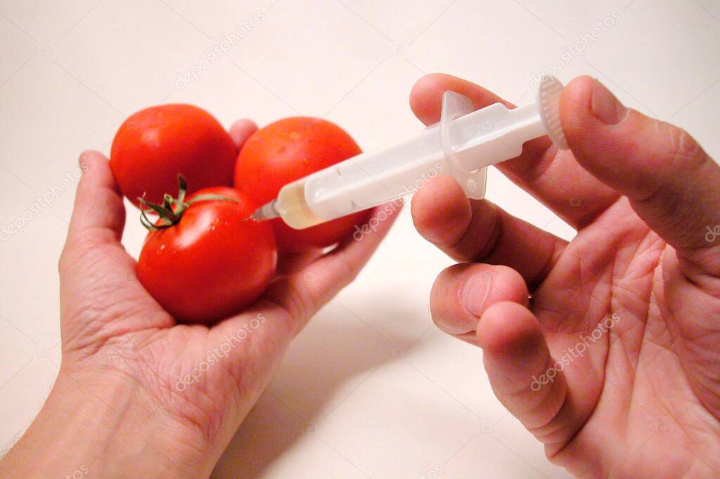 genetic engineering in vegetable cultivation, injection with syringe in tomatoes