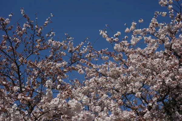 Körsbärsträd Blomma Våren Fruktträd Spirande Och Vår Uppvaknande — Stockfoto