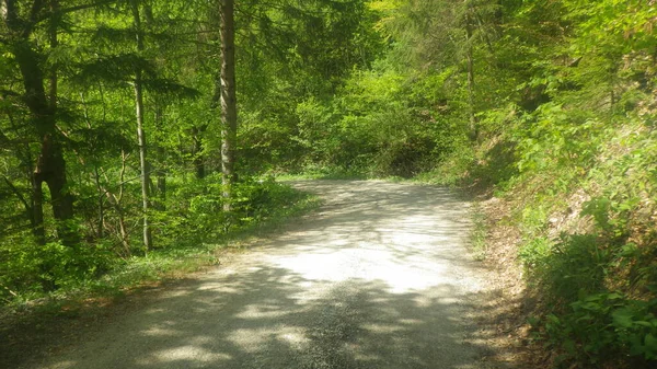 Ormancılık Kullanımında Taşımacılık Veya Hareketlilik Için Bir Orman Yolu — Stok fotoğraf