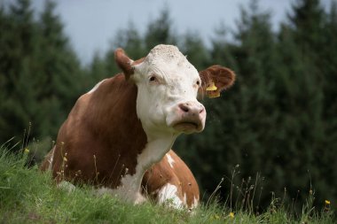 Alp çayırlarında otlayan inekler, dağlarda çiftlik hayvanları