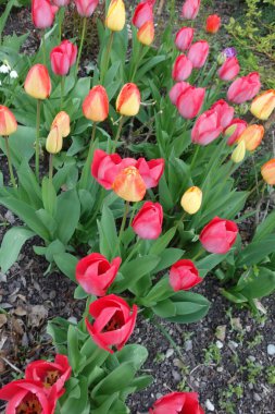 Bahçeden lale çiçekleri, parlak renkler ve açan bahar çiçekleri.