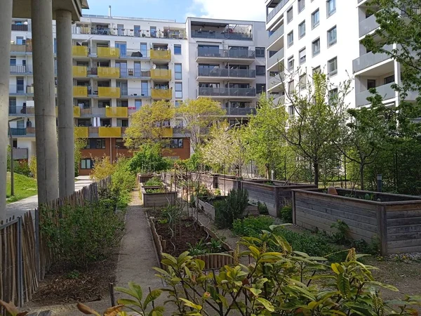 Városi Kertészkedés Városban Zöldségek Gyümölcsök Növények Termesztése Városi Területeken — Stock Fotó