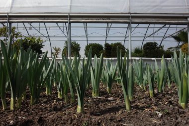 Baharda bahçedeki renkli çiçekler ve bitkiler