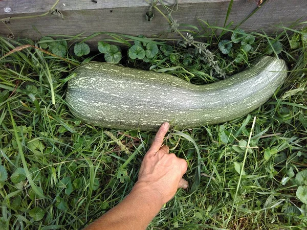 Ein Haufen Frischer Grüner Zucchini Gemüse Und Gesunde Ernährung — Stockfoto