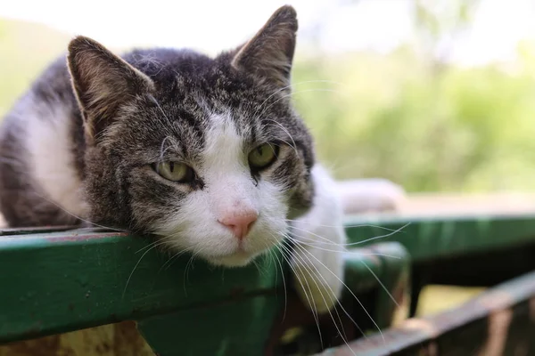 a house cat, a popular pet animal for human beings