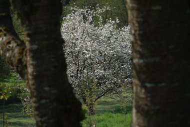 İlkbaharda kiraz ağacı açar, meyve ağacı filizlenir ve bahar uyanır.